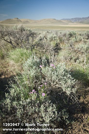 Sagebrush Phlox growing up through Sagebrush, landscape view
