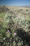 Sagebrush Phlox growing up through Sagebrush, landscape view