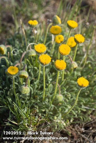 Scabland Fleabane