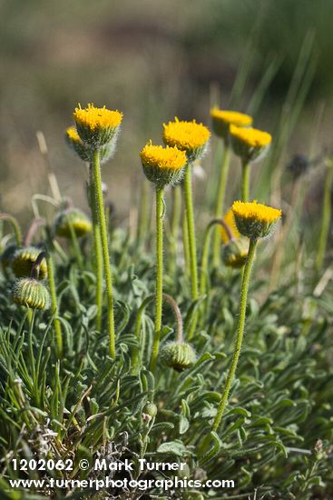 Scabland Fleabane