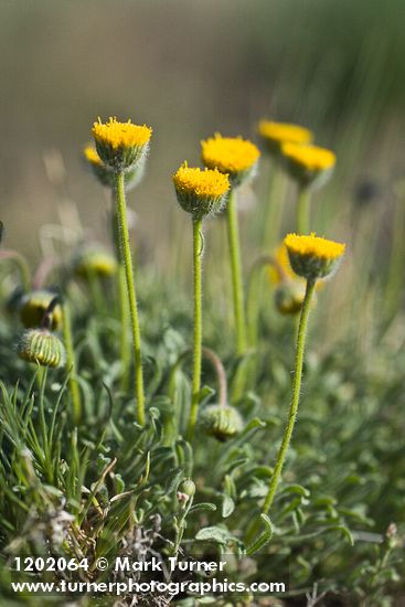 Scabland Fleabane