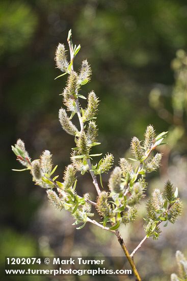 MacKenzie's Willow female catkins