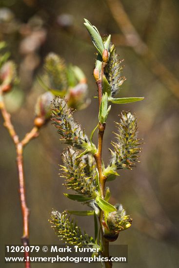 MacKenzie's Willow female catkins