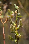MacKenzie's Willow female catkins