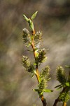 MacKenzie's Willow female catkins