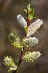 MacKenzie's Willow male catkins
