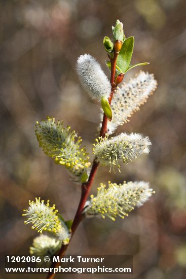 MacKenzie's Willow male catkins