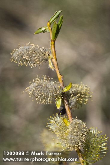 MacKenzie's Willow male catkins