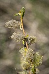 MacKenzie's Willow male catkins