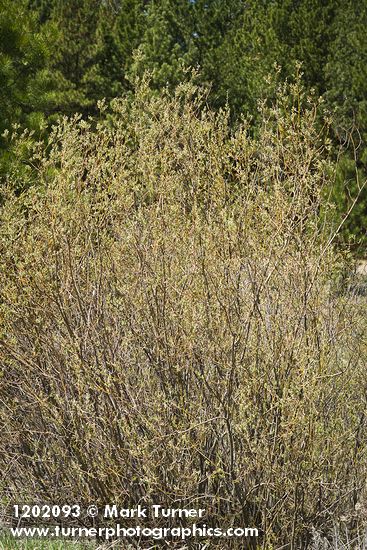 MacKenzie's Willow (female)