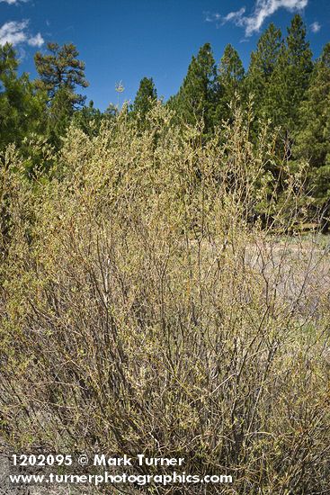 MacKenzie's Willow (female)