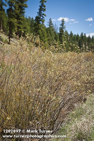 MacKenzie's Willow (male)
