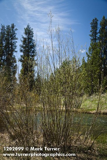 Willow at edge of stream