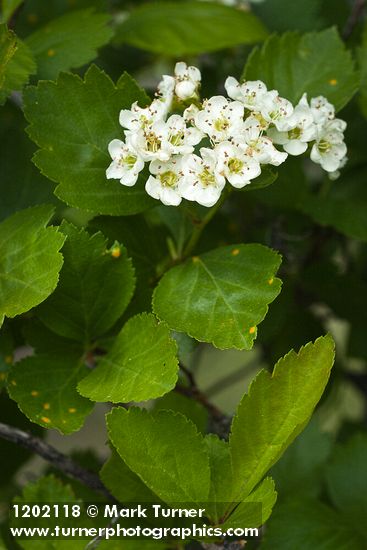 Castlegar Hawthorn blossoms & foliage detail
