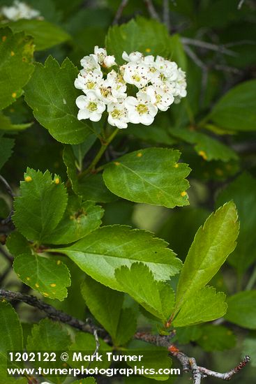 Castlegar Hawthorn blossoms & foliage detail
