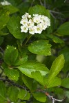 Castlegar Hawthorn blossoms & foliage detail