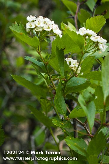 Castlegar Hawthorn blossoms & foliage