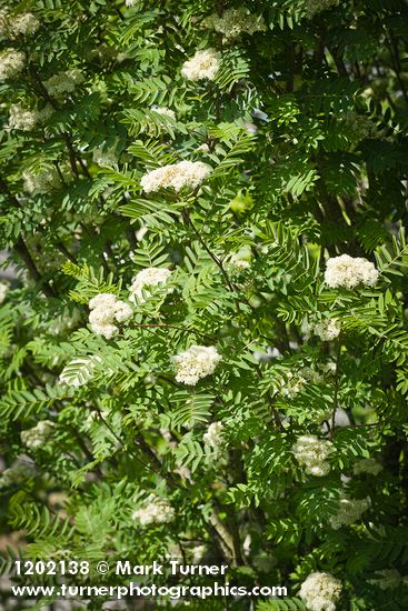 European Mountain-ash blossoms & foliage