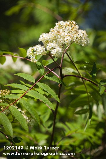 European Mountain-ash blossoms & foliage