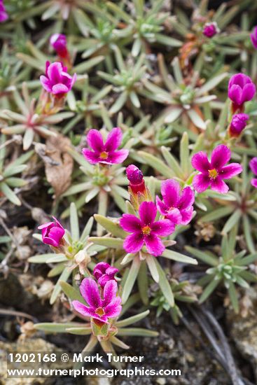 Snow Douglasia blossoms & foliage detail