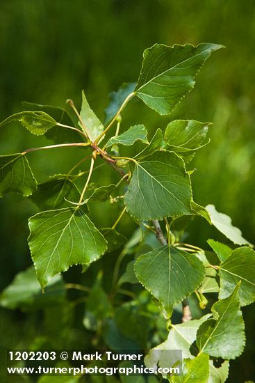 Lombardy Poplar foliage