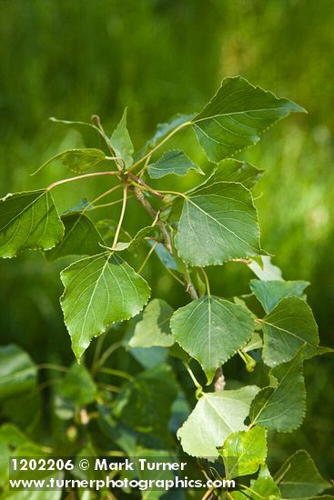 Lombardy Poplar foliage
