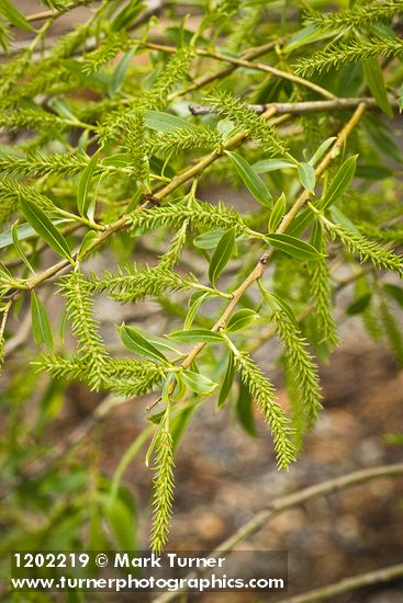 Pacific Willow female catkins among foliage