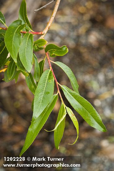 Pacific Willow foliage