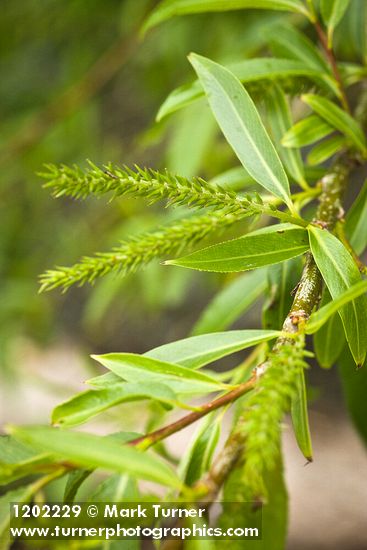 Pacific Willow female catkins among foliage