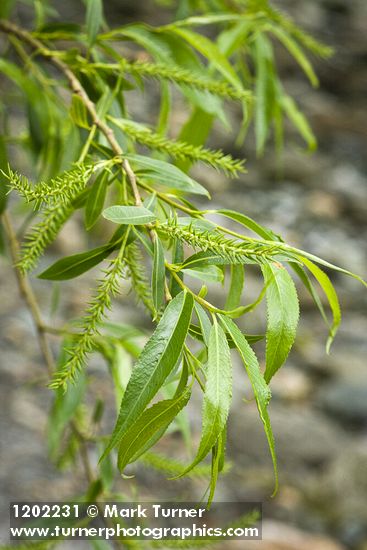 Pacific Willow female catkins among foliage