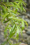 Pacific Willow female catkins among foliage