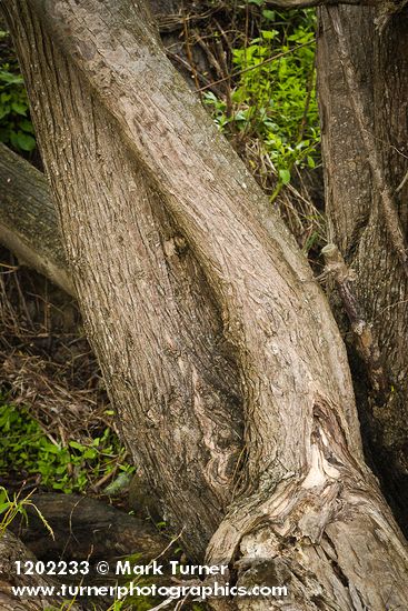 Pacific Willow trunks