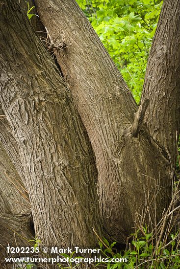 Pacific Willow trunks