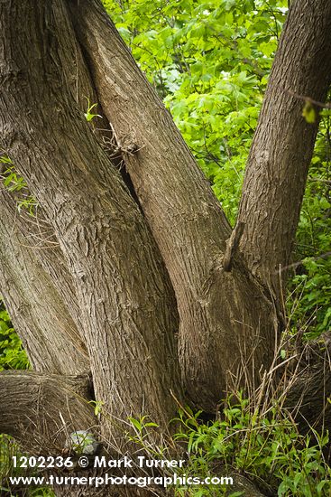 Pacific Willow trunks