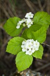 Fleshy Hawthorn blossoms & foliage