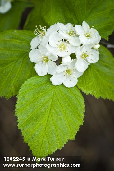 Fleshy Hawthorn blossoms & foliage