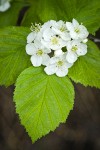 Fleshy Hawthorn blossoms & foliage
