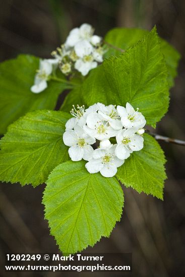 Fleshy Hawthorn blossoms & foliage