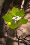 Okanagan Valley Hawthorn blossoms & foliage