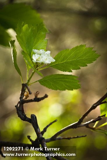 Okanagan Valley Hawthorn blossoms & foliage