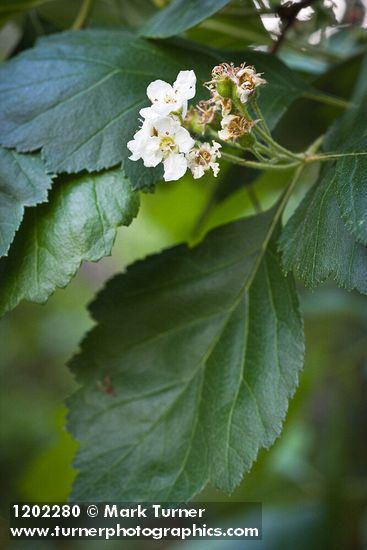 Phipps' Hawthorn blossoms & foliage