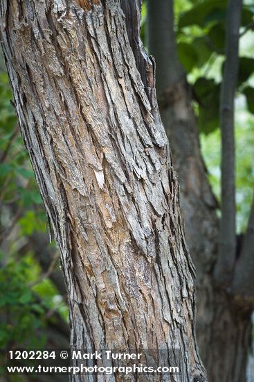 Phipps' Hawthorn bark