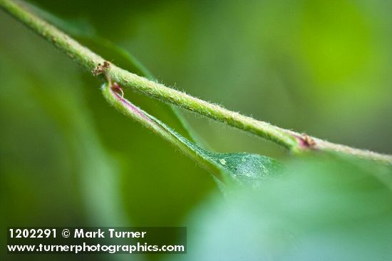 Phipps' Hawthorn twig detail