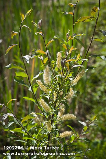 McCalla's willow female catkins & foliage