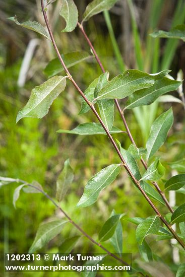 McCalla's willow foliage