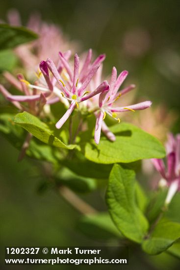 Tatarian Honeysuckle blossoms & foliage detail