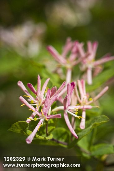 Tatarian Honeysuckle blossoms & foliage detail