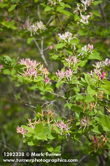 Tatarian Honeysuckle blossoms & foliage