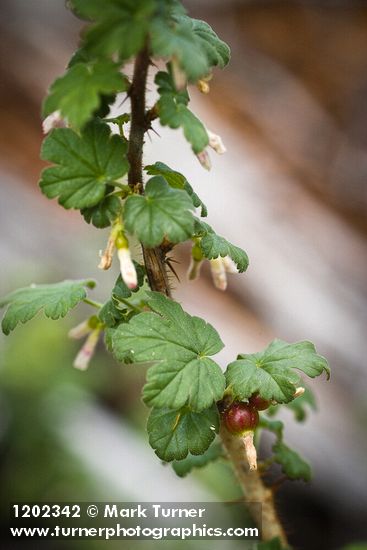 Canadian Gooseberry foliage & immature fruit detail