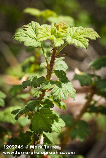 Canadian Gooseberry foliage & stem detail